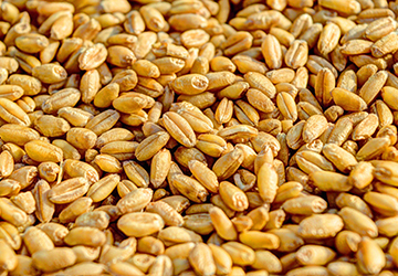 Buğday
